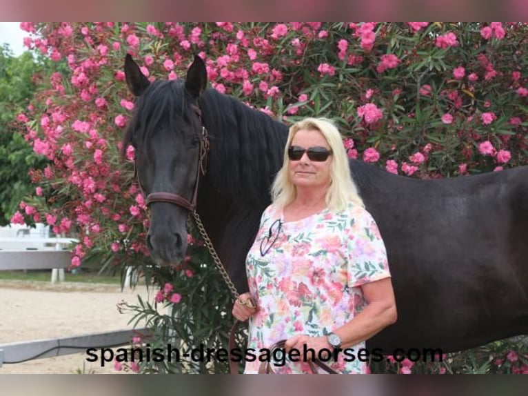 PRE Mix Stallion 3 years 15,3 hh Black in Barcelona