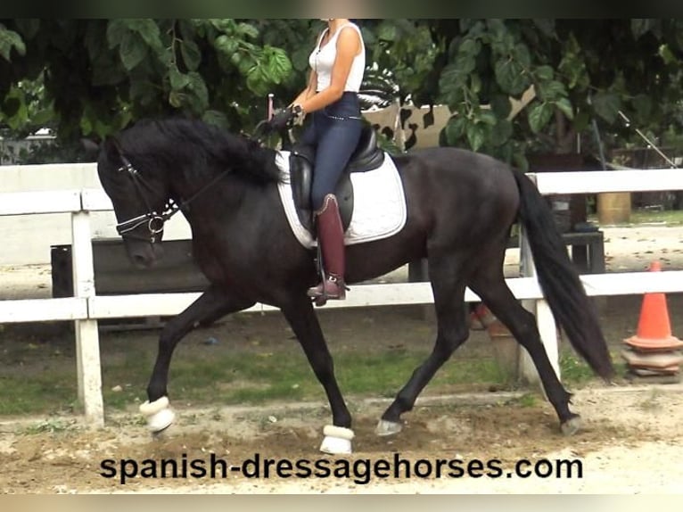 PRE Mix Stallion 3 years 15,3 hh Black in Barcelona