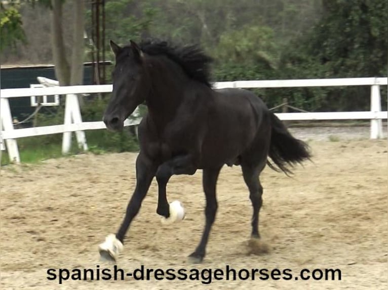 PRE Mix Stallion 3 years 15,3 hh Black in Barcelona