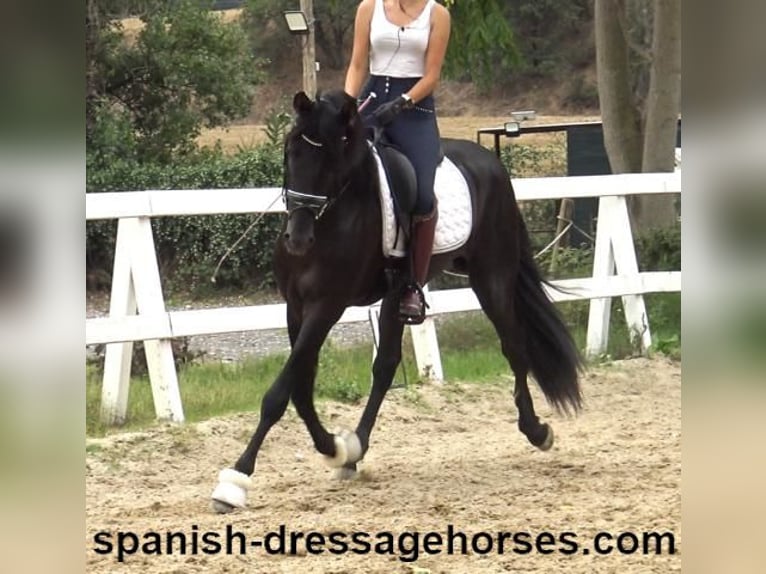 PRE Mix Stallion 3 years 15,3 hh Black in Barcelona