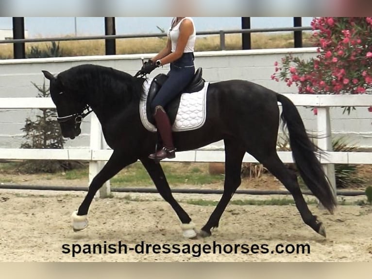 PRE Mix Stallion 3 years 15,3 hh Black in Barcelona