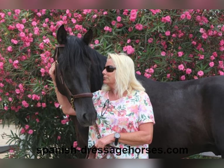 PRE Mix Stallion 3 years 15,3 hh Black in Barcelona