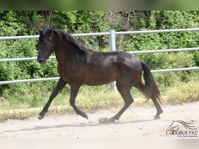 PRE Stallion 3 years 15,3 hh Black in Barcelona