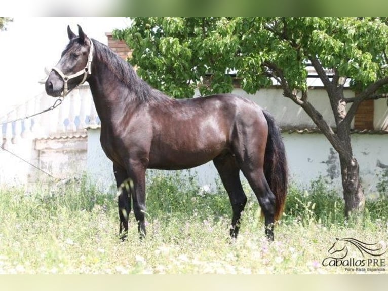 PRE Stallion 3 years 15,3 hh Black in Barcelona