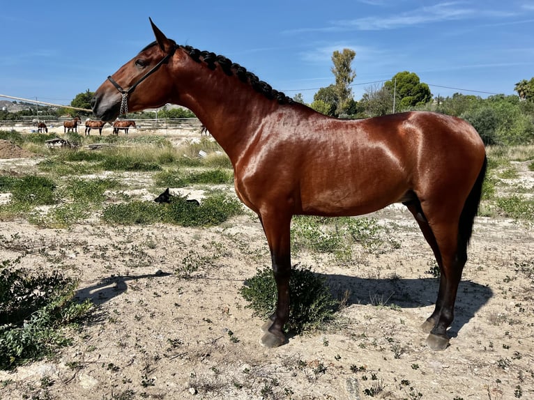 PRE Stallion 3 years 15,3 hh Brown in Sangonera La Seca