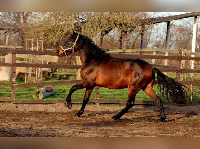 PRE Mix Stallion 3 years 15.3 hh Brown in Brandis