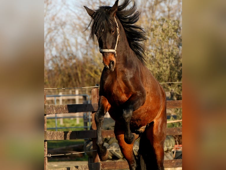 PRE Mix Stallion 3 years 15.3 hh Brown in Brandis