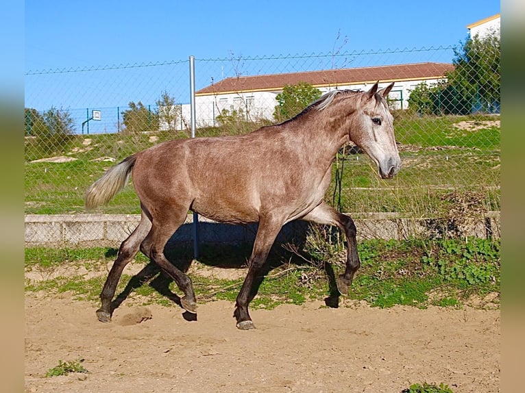 PRE Stallion 3 years 15.3 hh Brown Falb mold in Vejer de la Frontera