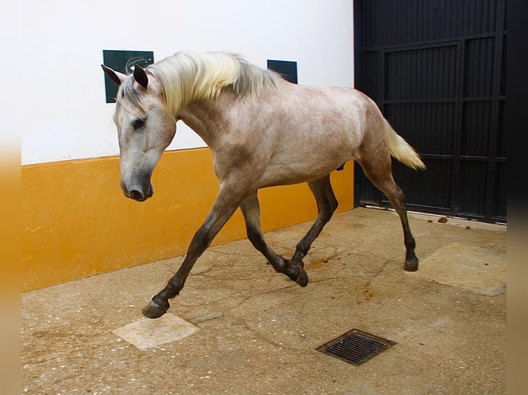 PRE Stallion 3 years 15.3 hh Brown Falb mold in Vejer de la Frontera