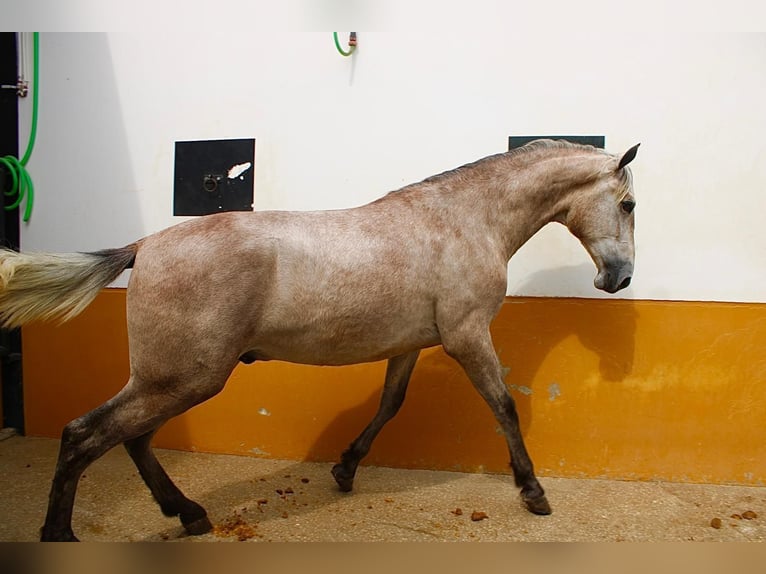 PRE Stallion 3 years 15.3 hh Brown Falb mold in Vejer de la Frontera
