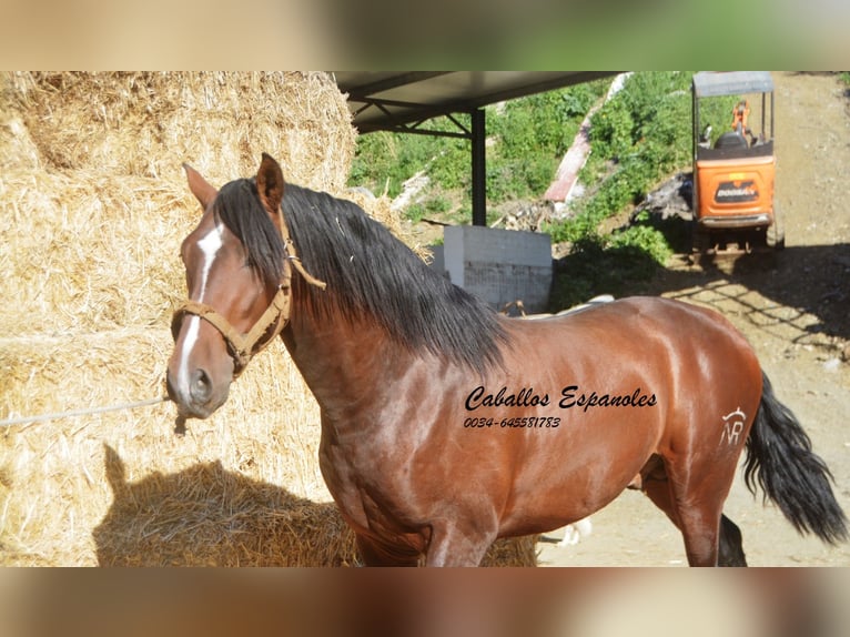 PRE Mix Stallion 3 years 15,3 hh Brown in Vejer de la Frontera