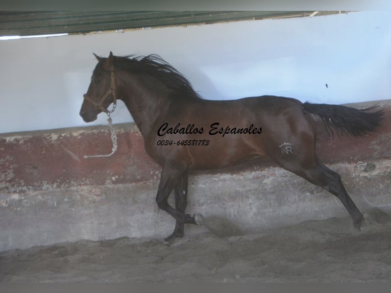 PRE Mix Stallion 3 years 15,3 hh Brown in Vejer de la Frontera