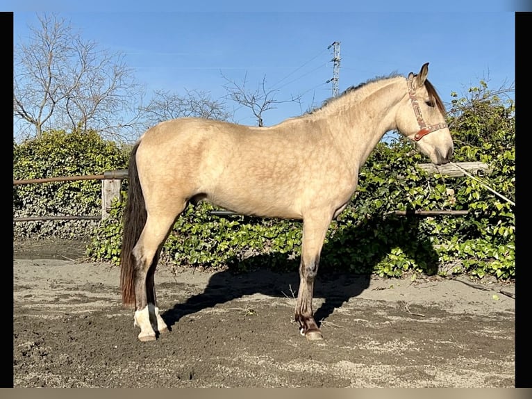 PRE Mix Stallion 3 years 15.3 hh Buckskin in Galaroza (Huelva)