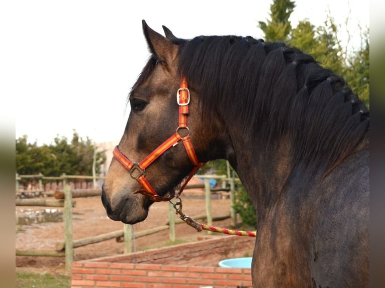 PRE Mix Stallion 3 years 15.3 hh Buckskin in Logroño