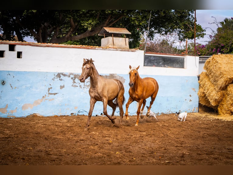 PRE Mix Stallion 3 years 15,3 hh Champagne in Valencia