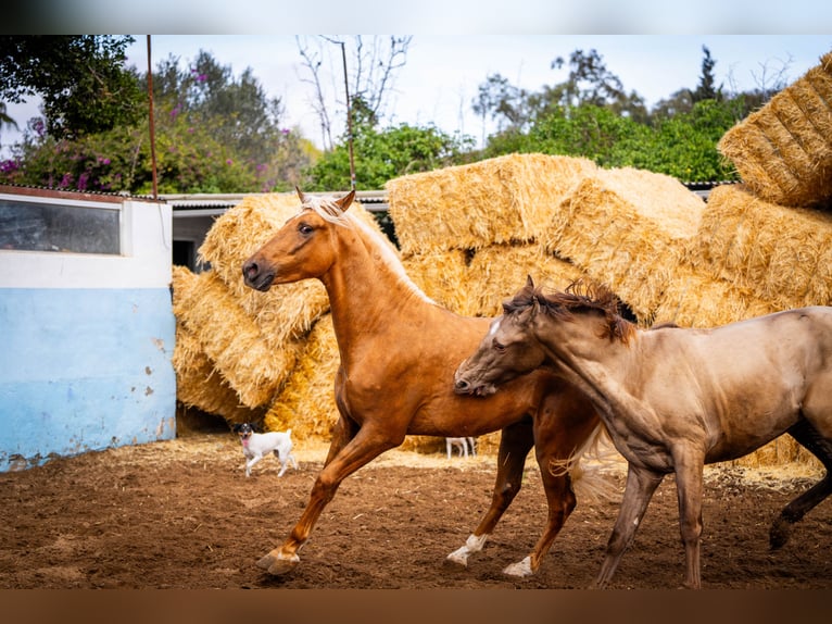 PRE Mix Stallion 3 years 15,3 hh Champagne in Valencia