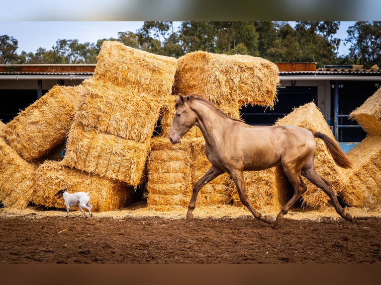 PRE Mix Stallion 3 years 15,3 hh Champagne in Valencia