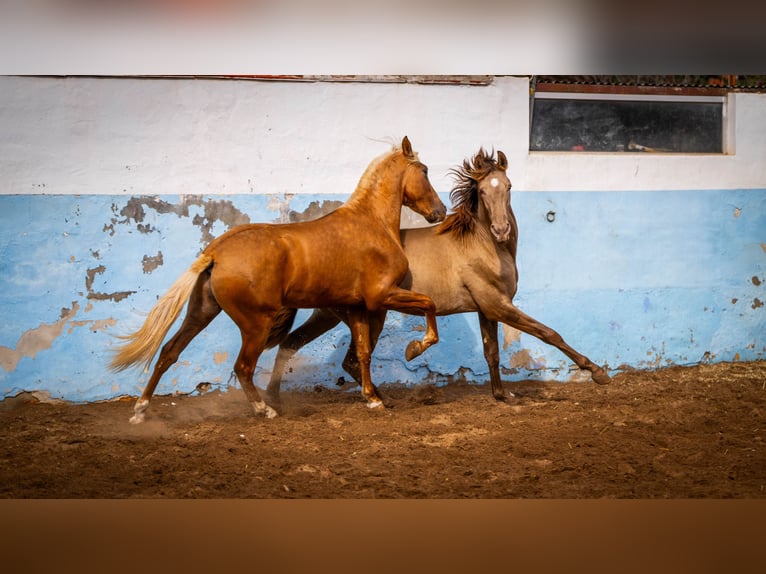 PRE Mix Stallion 3 years 15,3 hh Champagne in Valencia