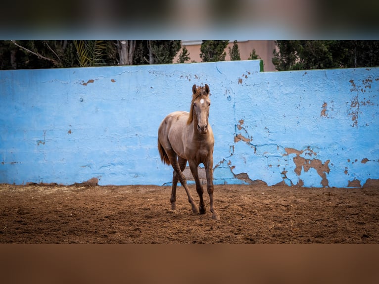 PRE Mix Stallion 3 years 15,3 hh Champagne in Valencia