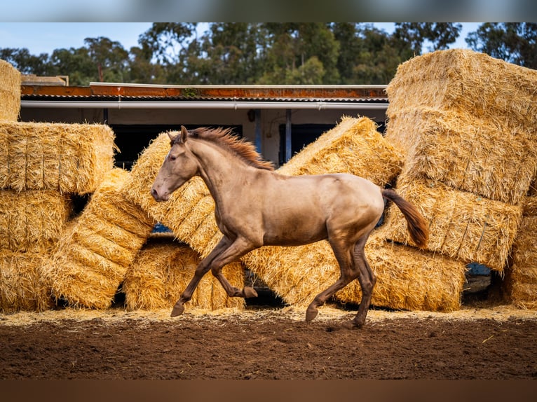 PRE Mix Stallion 3 years 15,3 hh Champagne in Valencia