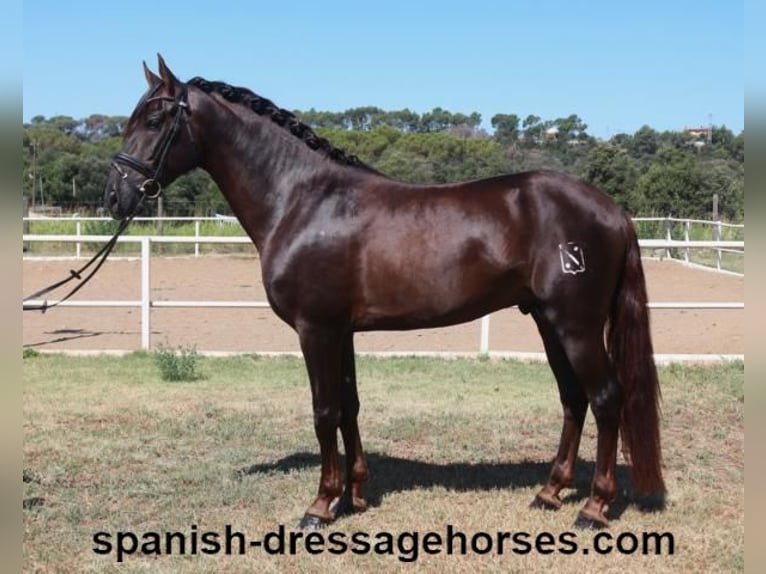 PRE Mix Stallion 3 years 15,3 hh Chestnut in Barcelona