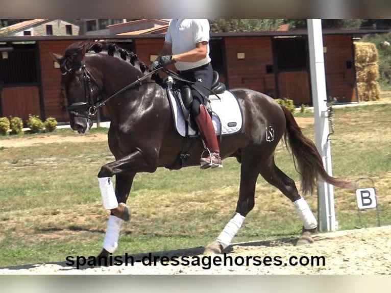 PRE Mix Stallion 3 years 15,3 hh Chestnut in Barcelona