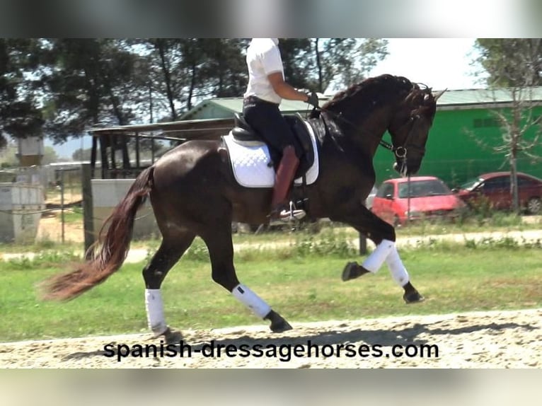 PRE Mix Stallion 3 years 15,3 hh Chestnut in Barcelona