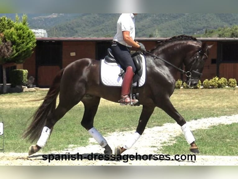 PRE Mix Stallion 3 years 15,3 hh Chestnut in Barcelona