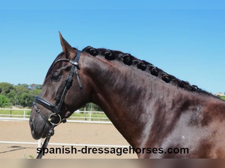 PRE Mix Stallion 3 years 15,3 hh Chestnut in Barcelona