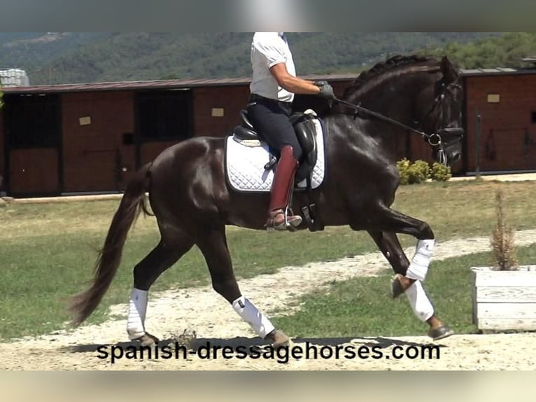 PRE Mix Stallion 3 years 15,3 hh Chestnut in Barcelona