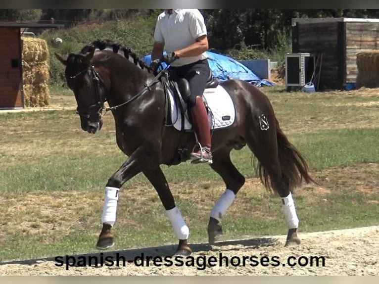 PRE Mix Stallion 3 years 15,3 hh Chestnut in Barcelona