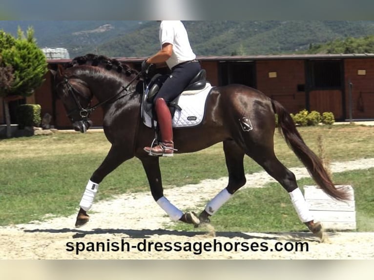 PRE Mix Stallion 3 years 15,3 hh Chestnut in Barcelona