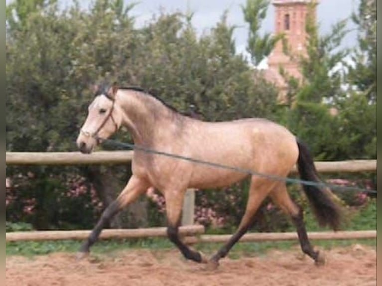 PRE Mix Stallion 3 years 15,3 hh Dun in Larrabasterra