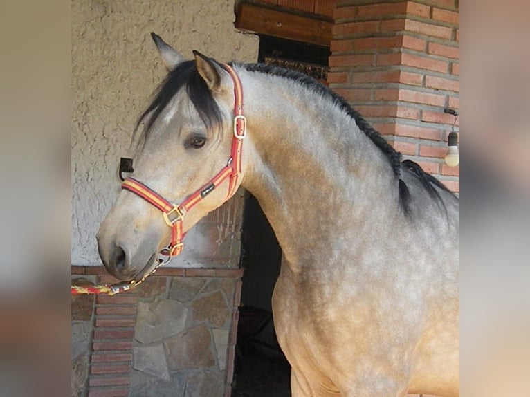 PRE Mix Stallion 3 years 15,3 hh Dun in Larrabasterra