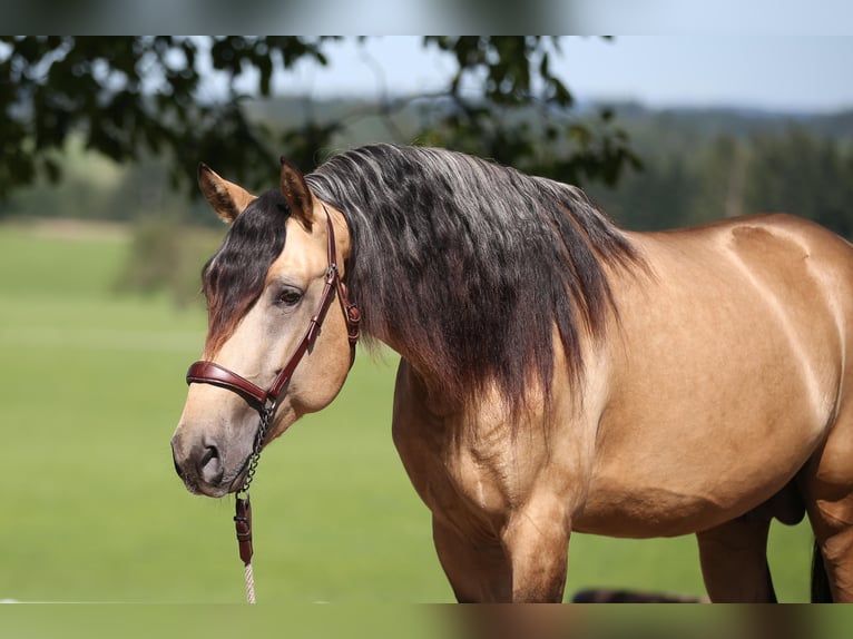 PRE Stallion 3 years 15,3 hh Dun in Sigmarszell