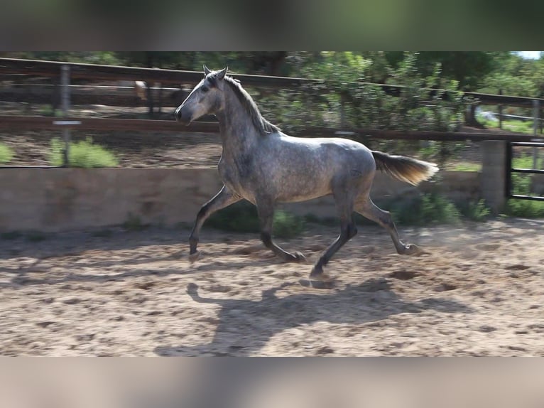 PRE Stallion 3 years 15,3 hh Gray-Dapple in Sagunt/Sagunto