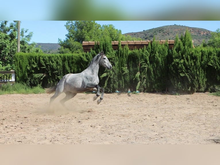 PRE Stallion 3 years 15,3 hh Gray-Dapple in Sagunt/Sagunto