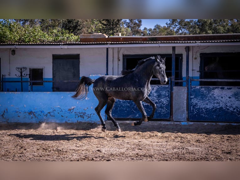 PRE Stallion 3 years 15,3 hh Gray-Dark-Tan in Rafelguaraf