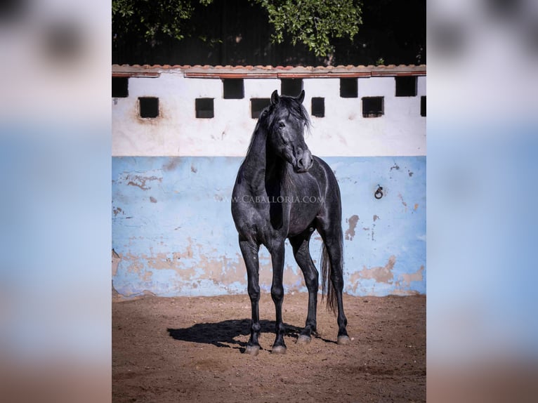 PRE Stallion 3 years 15,3 hh Gray-Dark-Tan in Rafelguaraf