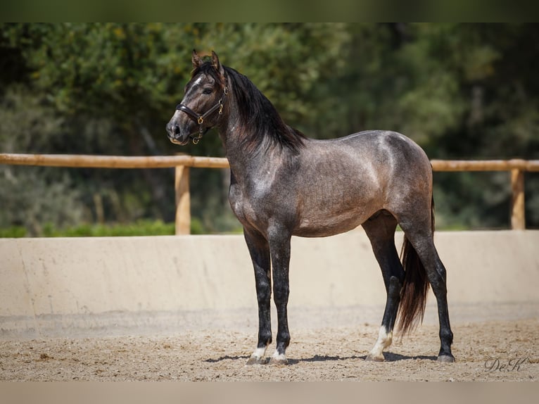 PRE Stallion 3 years 15,3 hh Gray in Manacor
