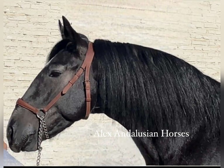 PRE Mix Stallion 3 years 15,3 hh Gray in Sevilla