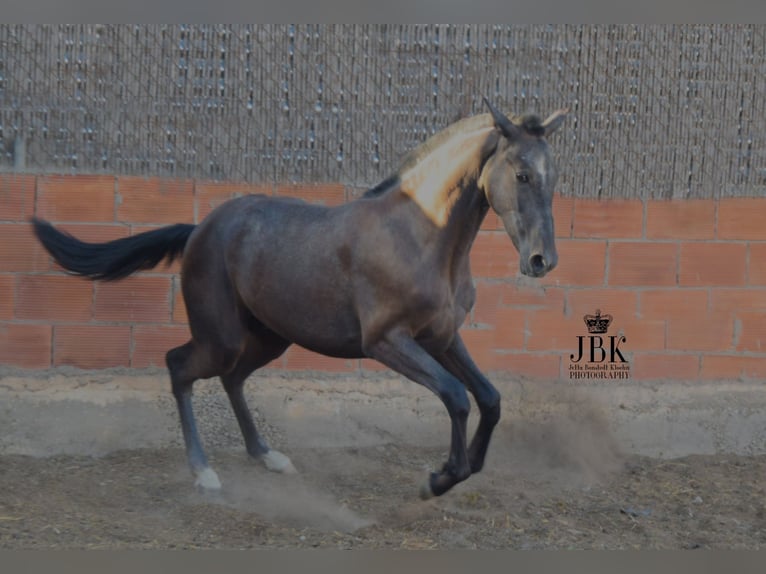 PRE Stallion 3 years 15,3 hh Gray in Tabernas Almeria