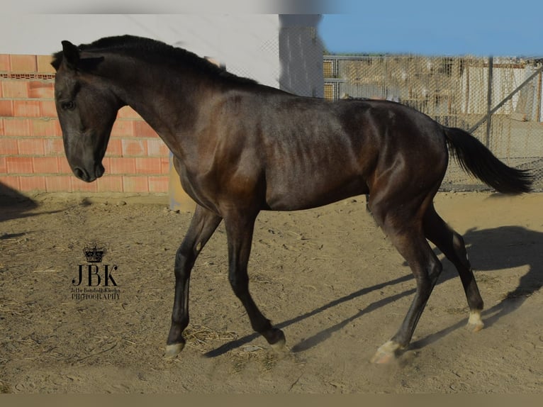 PRE Stallion 3 years 15,3 hh Gray in Tabernas Almeria