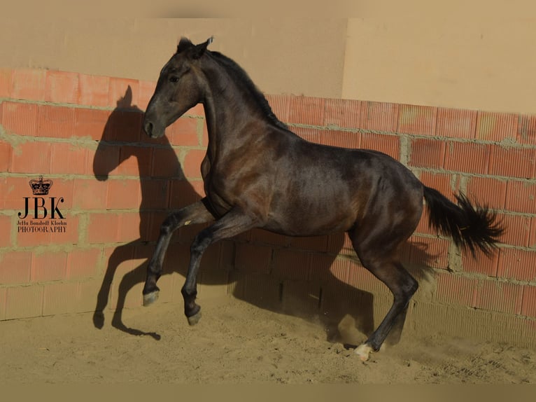 PRE Stallion 3 years 15,3 hh Gray in Tabernas Almeria