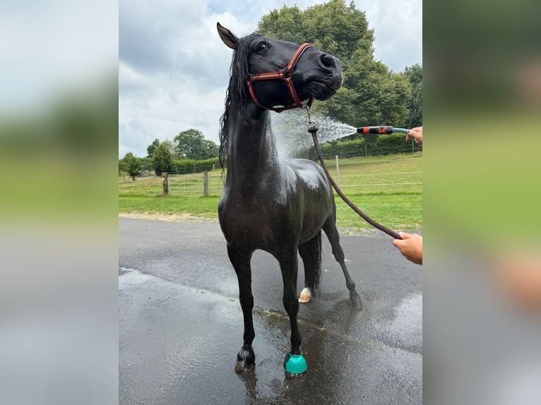 PRE Stallion 3 years 15.3 hh Grey-Dark-Tan in Steinebach