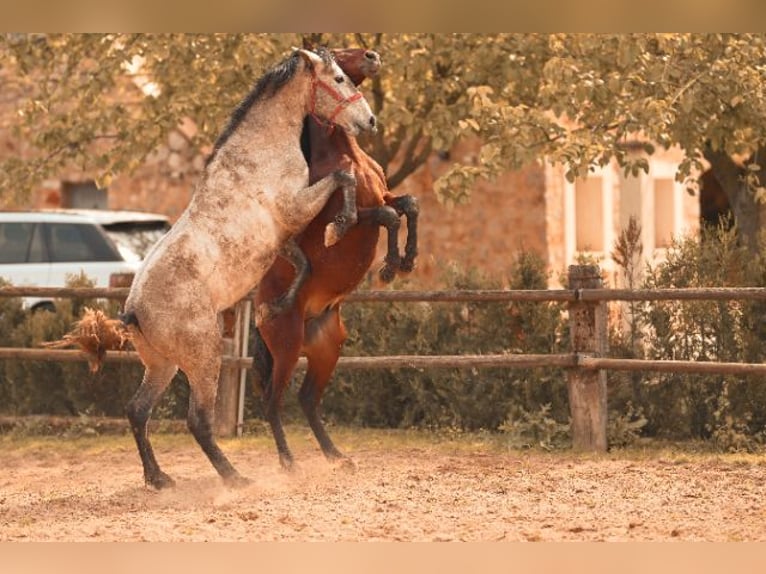 PRE Stallion 3 years 15.3 hh Grey in Felanitx