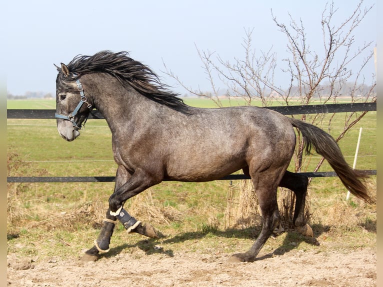 PRE Stallion 3 years 15.3 hh Grey in Wremen