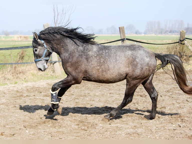 PRE Stallion 3 years 15.3 hh Grey in Wremen