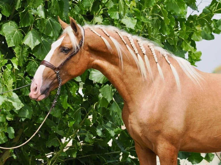 PRE Mix Stallion 3 years 15.3 hh Palomino in Navas Del Madroño