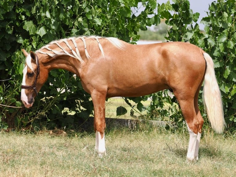 PRE Mix Stallion 3 years 15.3 hh Palomino in Navas Del Madroño